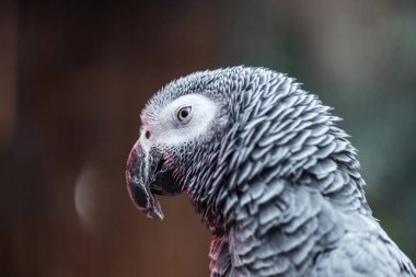 close up view of vivid grey fluffy parrot  clipart