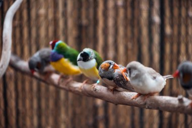 selective focus of colorful exotic birds on wooden branch clipart