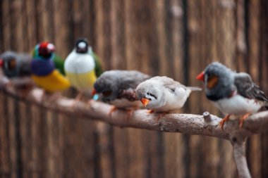 selective focus of cute and colorful exotic birds on wooden branch clipart