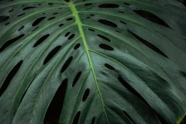 siyah arka plan üzerinde yeşil dokulu renkli palmiye yaprağı