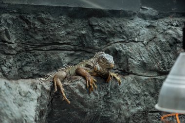 selective focus of cute iguana sitting on textured rock clipart