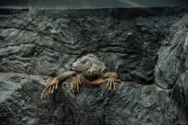 sevimli iguana dokulu kaya üzerinde oturan ve kamera bakarak