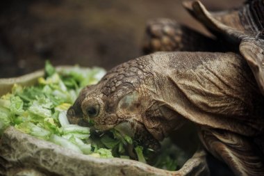 close up view of turtle eating fresh lettuce from bowl clipart