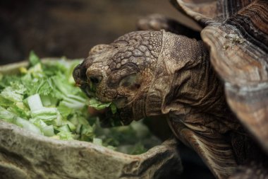 close up view of turtle eating fresh lettuce from stone bowl clipart