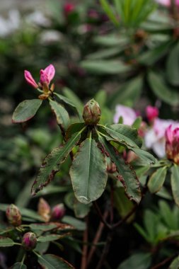 close up view of pink flower buds and green leaves clipart