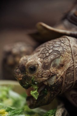 close up view of funny turtle with open mouth eating lettuce clipart