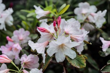 close up view of pink and white blossoming flowers and green leaves clipart