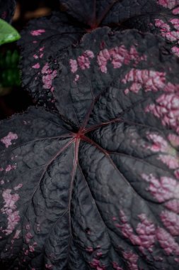 pembe nokta ile koyu dokulu yaprakların üst görünümü