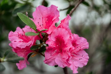 ağaç dalı üzerinde pembe çiçek çiçek ve yeşil yaprakların yakın görünümü
