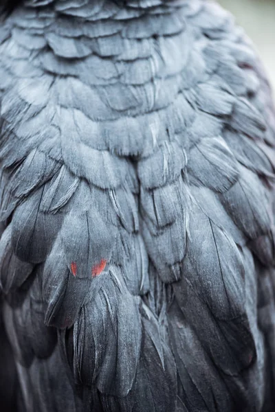 Закрытый Вид Ярко Серых Пушистых Крыльев Попугая Перьями — стоковое фото