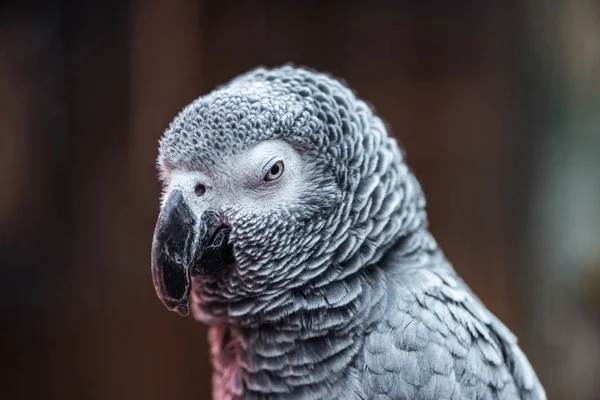 Közelről Kilátás Aranyos Élénk Szürke Papagáj Látszó Fényképezőgép — Stock Fotó