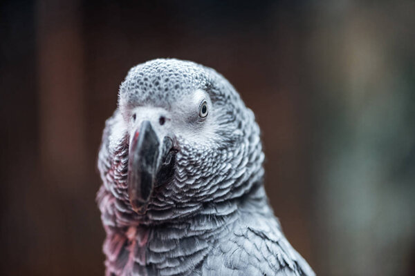 close up view of vivid cute grey fluffy parrot 