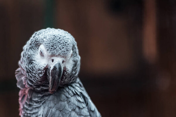 close up view of vivid grey fluffy parrot with closed eyes