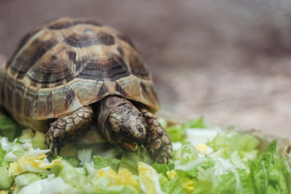 close up view of cute turtle eating fresh sliced vegetables 