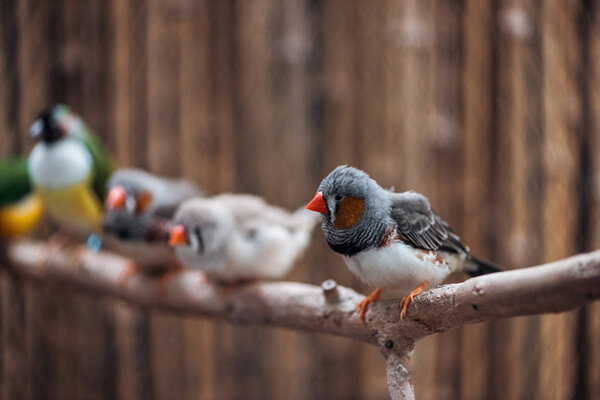 selective focus of colorful birds on wooden textured branch