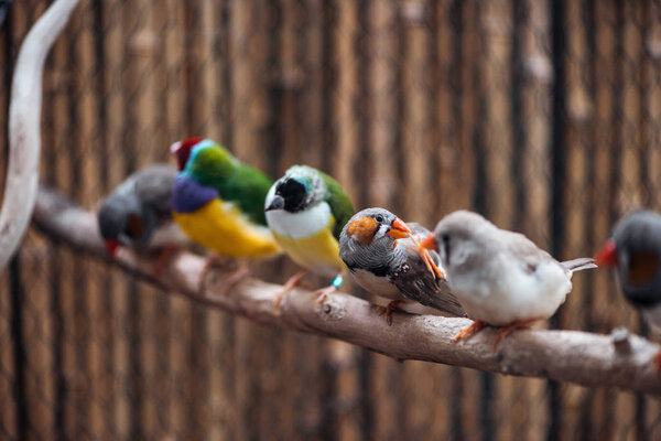 selective focus of colorful exotic birds on wooden branch
