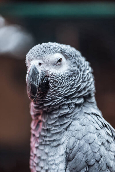close up view of vivid grey fluffy parrot with big beak