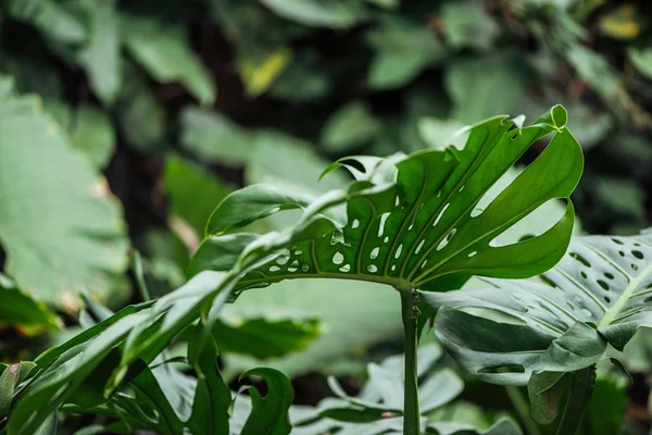 Green Textured Colorful Palm Leaves Blurred Background — Stock Photo, Image