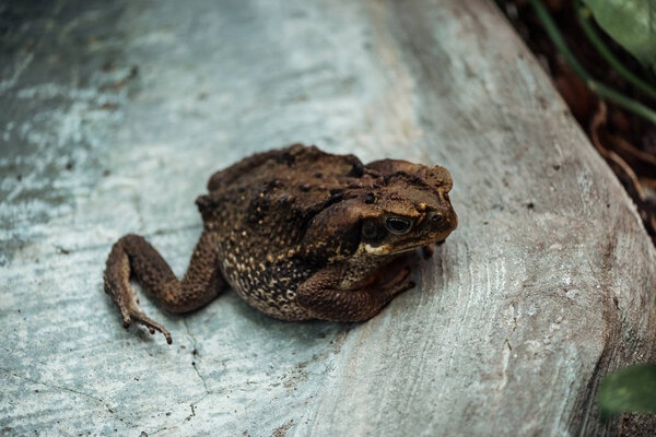 close up view of brown frog sitting on stone