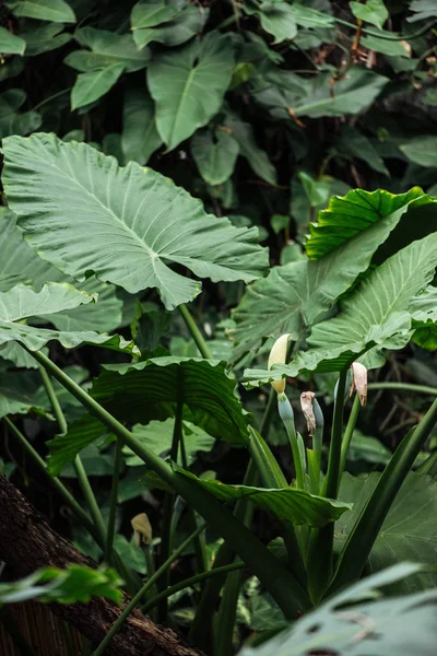 Selektivt Fokus Gröna Tropiska Palmblad — Stockfoto