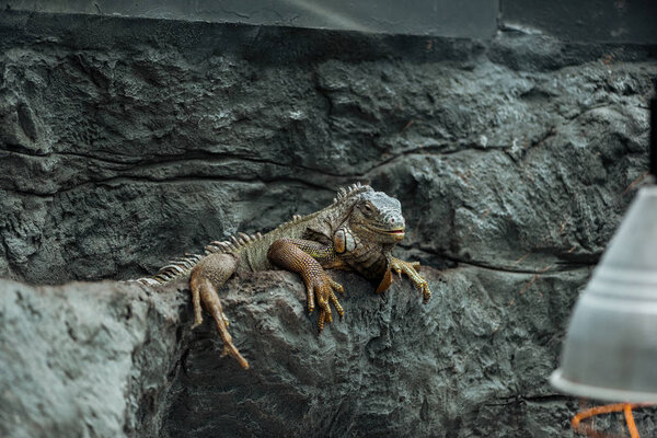 selective focus of cute iguana sitting on textured rock