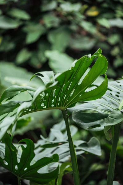 selective focus of green exotic palm leaves