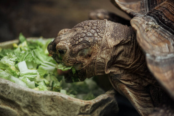 close up view of turtle eating fresh lettuce from stone bowl