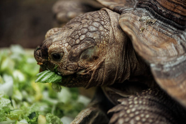 close up view of cute turtle eating lettuce from bowl