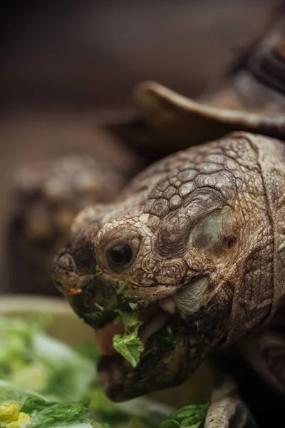 Крупним Планом Вид Смішної Черепахи Відкритим Ротом Їсть Салат — стокове фото
