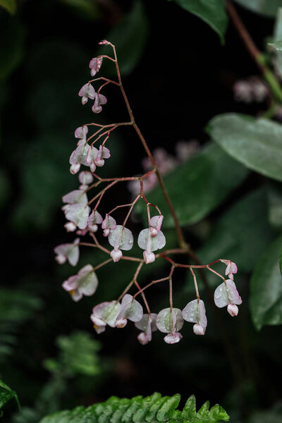 close up view of white tender flowers on branch