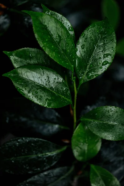 Vue Rapprochée Des Feuilles Naturelles Vertes Humides — Photo