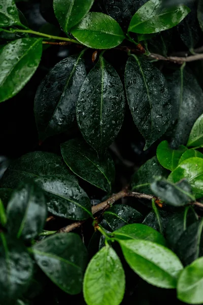 close up view of wet green natural leaves on tree branches