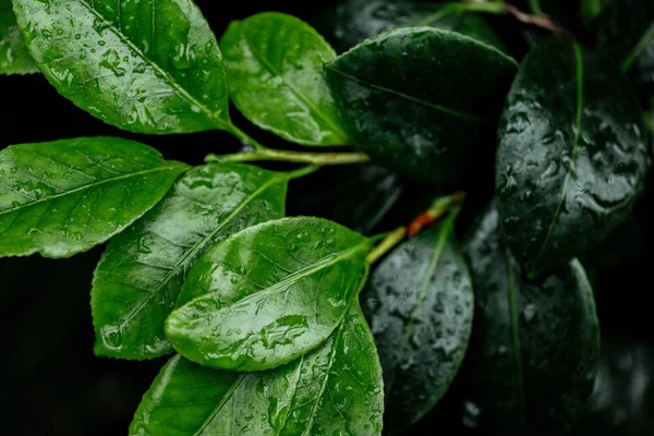 Vue Rapprochée Des Feuilles Naturelles Humides Vert Foncé Clair Sur — Photo