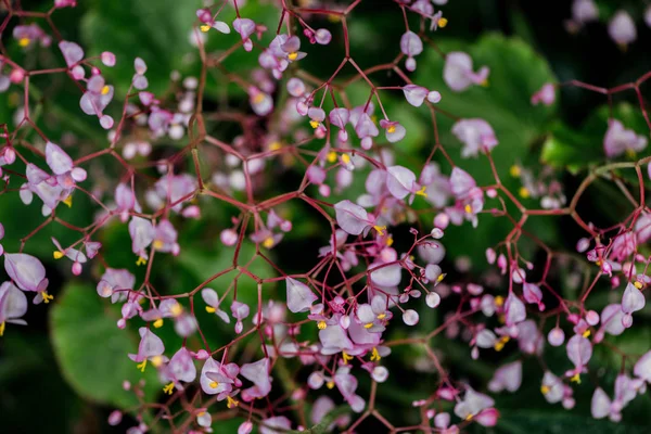 Zavřít Pohled Malé Fialové Květy Větvích — Stock fotografie
