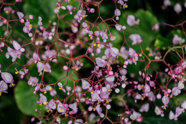 close up view of small purple flowers on branches 
