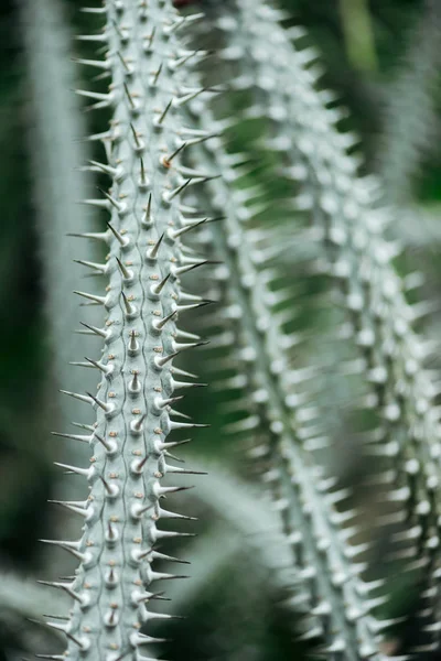 Bliska Widok Zielonych Kaktusów Liści Ostrymi Igłami — Zdjęcie stockowe
