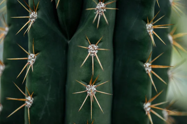 Vista Cerca Agujas Afiladas Cactus Verde — Foto de Stock