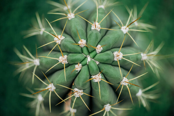 top view of sharp needles on green cactus