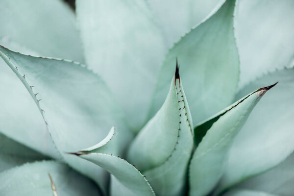 close up view of light green sharp green cactus 