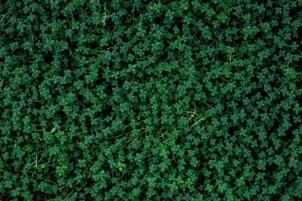 小さな葉を持つ緑の植物の上の眺め — ストック写真