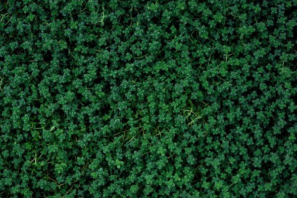 top view of green plants with small leaves