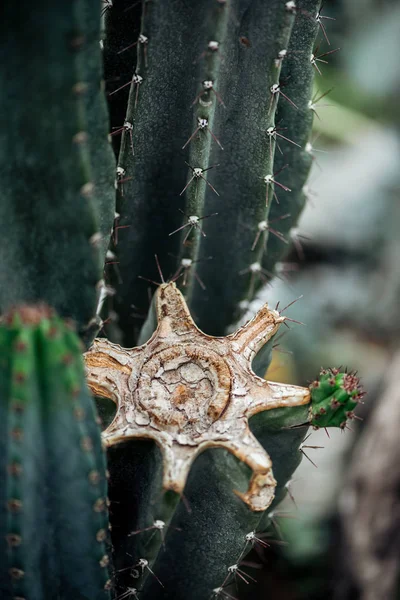 Vista Cerca Cactus Corte Verde Agudo — Foto de Stock