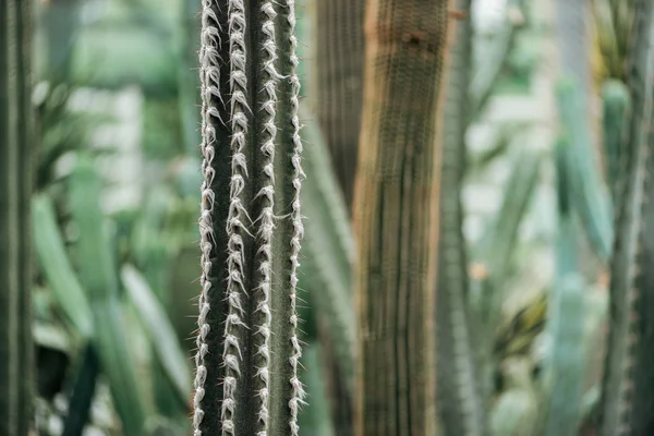 Selective Focus Sharp Green Prickly Cactus — Stock Photo, Image