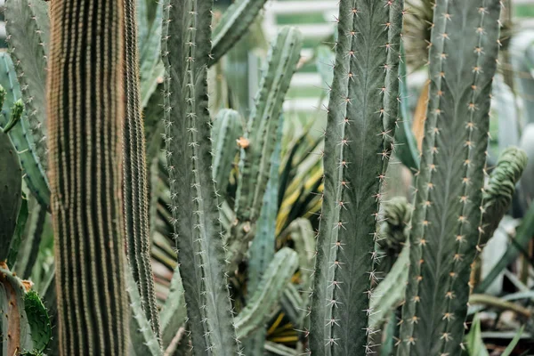 Sharp Green Exotic Cacti Botanical Garden — Stock Photo, Image