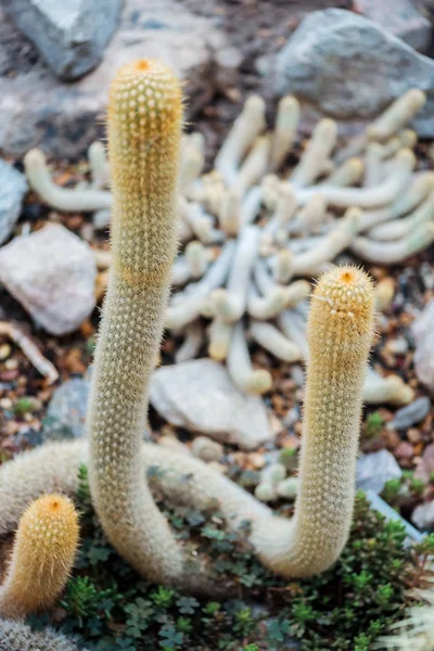 Enfoque Selectivo Cactus Verdes Agudos Entre Las Piedras — Foto de Stock