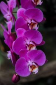 zblízka pohled na růžové květy orchidejí s velkými lístky