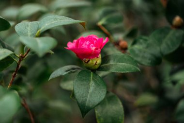 gül çalı üzerinde pembe çiçek ve yeşil yaprakların yakın görünümü