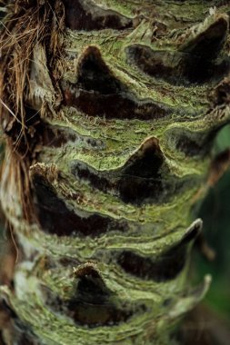 close up view of tree textured bark covered with moss clipart