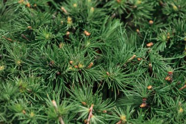 close up view of green needles of fir tree in sunshine clipart