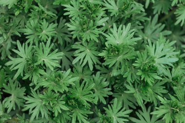 yeşil dokulu yaprakların üst görünümü, dikişsiz arka plan